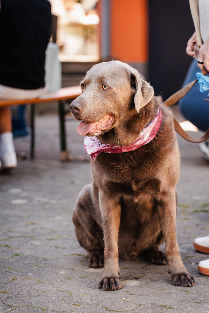 20260426-88 | MuT (Mensch und Tier) mit Mona - Fotografie und Tierkommunikation - Realisiert mit Pictrs.com