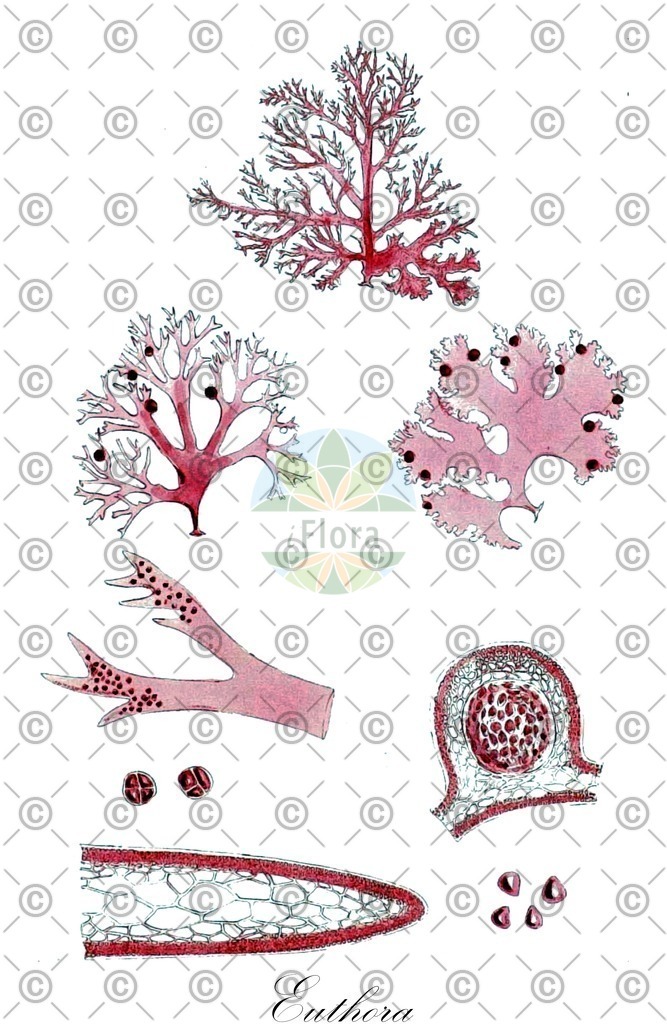 HistAbb_EMP_12829_1_SIMPLE | Historische Abbildung von Euthora - Kallymeniaceae (0) | Historical Illustration of Euthora - Kallymeniaceae (0)