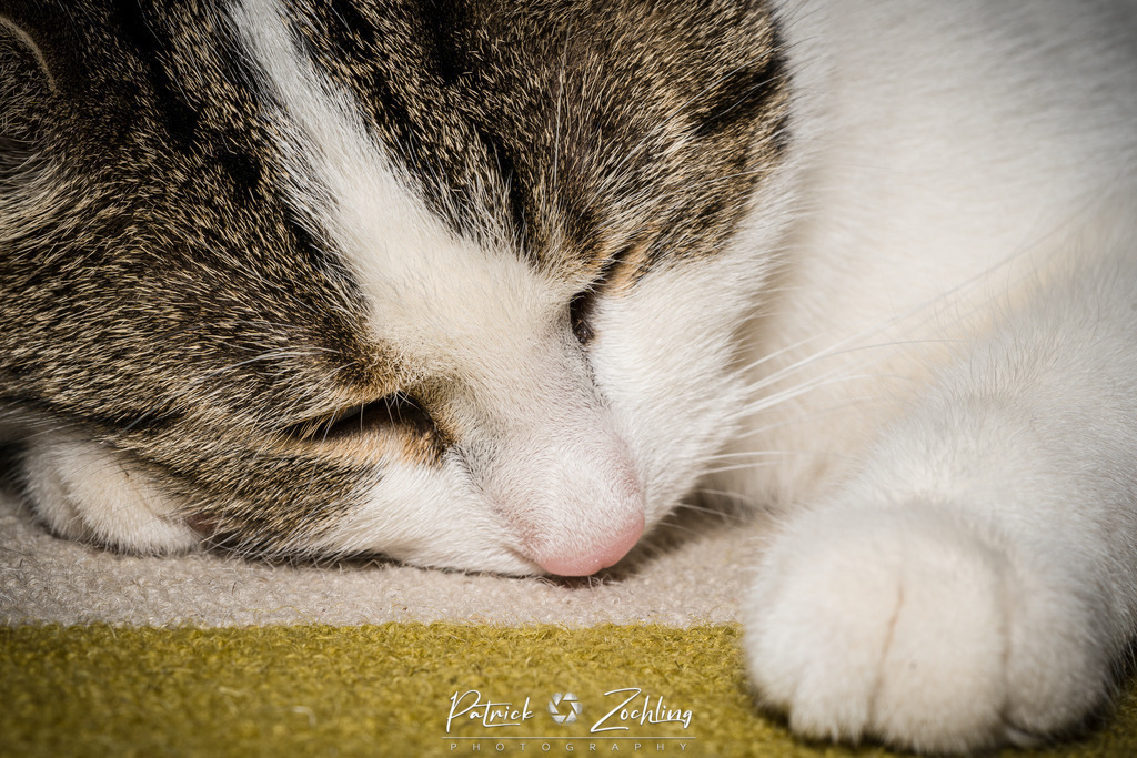 Cats-Zöchling (23) | Patrick Zöchling - Realisiert mit Pictrs.com