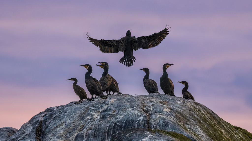 Landender_Kormoran_Knuettel | Natur im Moment - Realisiert mit Pictrs.com