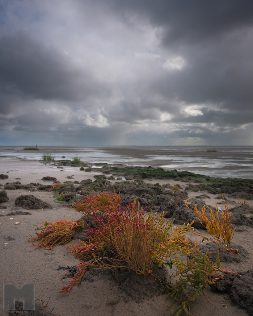 Quiller im Watt | Landschafts- und Tierfotografie zu allen Jahreszeiten. Und immer die Schönheit des Lichtes im Auge... - Realisiert mit Pictrs.com