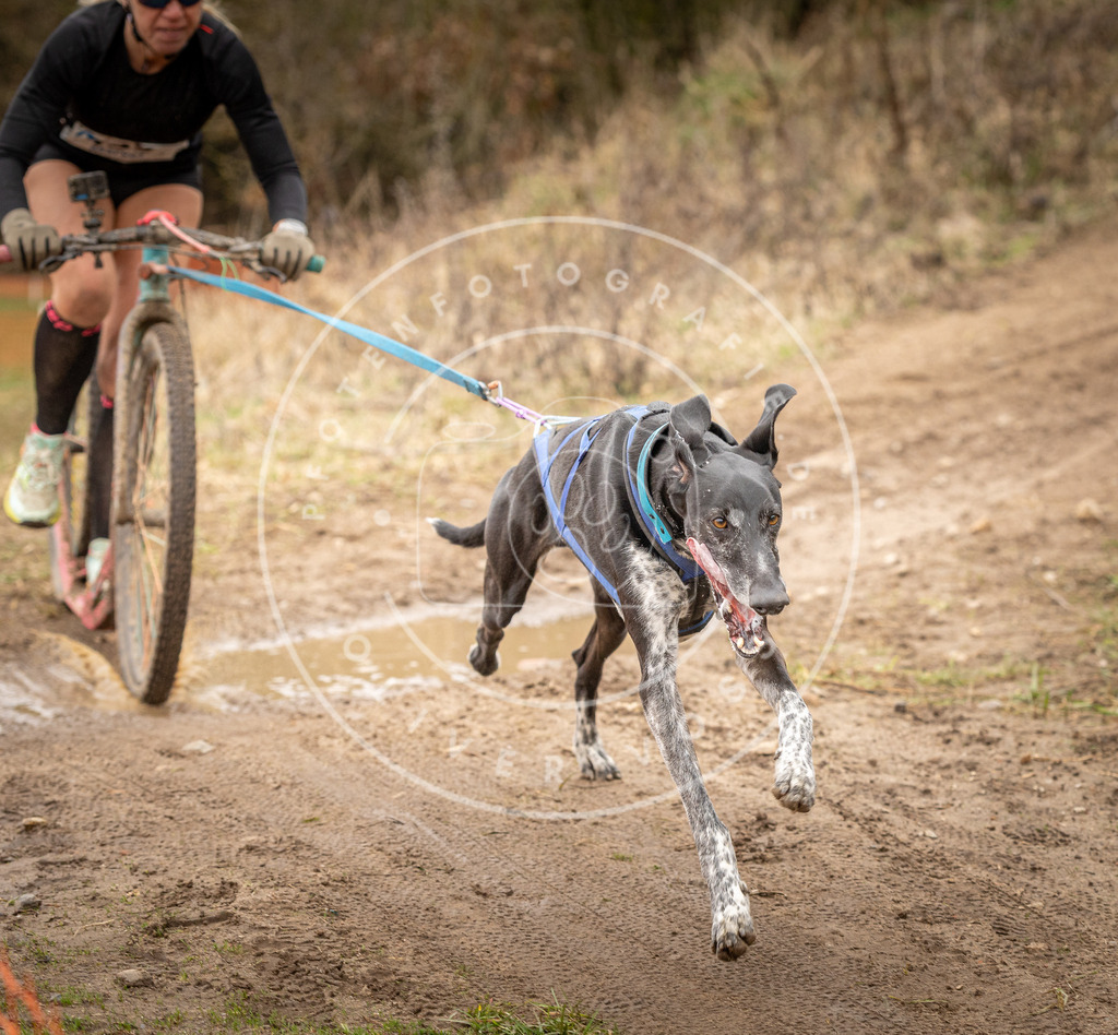DV3A1737 | Hundefotografie, Tierfotograf, Pfotenfotografie, Fotoshooting Hund, Hunde Portrait, Hundesport, Hundeportraits, Heideshooting, Hunde, Sportfotograf, Hundefotograf, Turnierhundsport, THS,  - Realisiert mit Pictrs.com