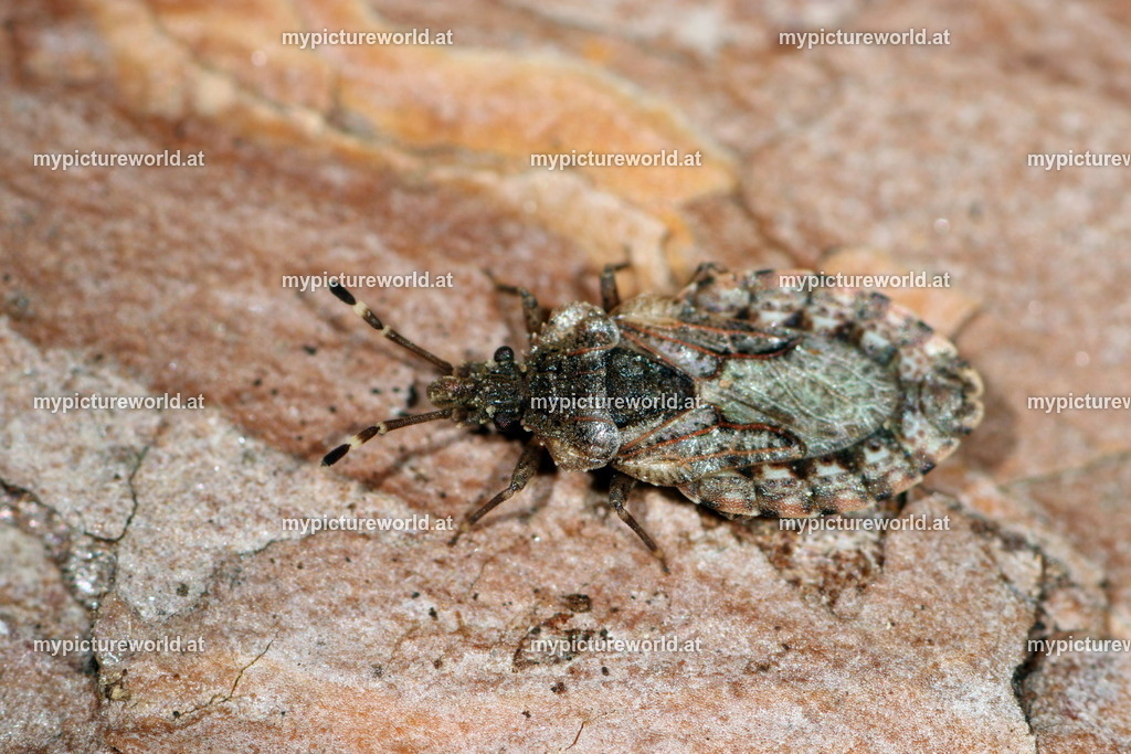 Aradus obtectus-004 | Das Bilderarchiv über Tiere, Planzen und Landschaften. In der Bilddatenbank finden Sie ein große Auswahl an hochwertigen Bilder für Ihre Werbung - Realisiert mit Pictrs.com