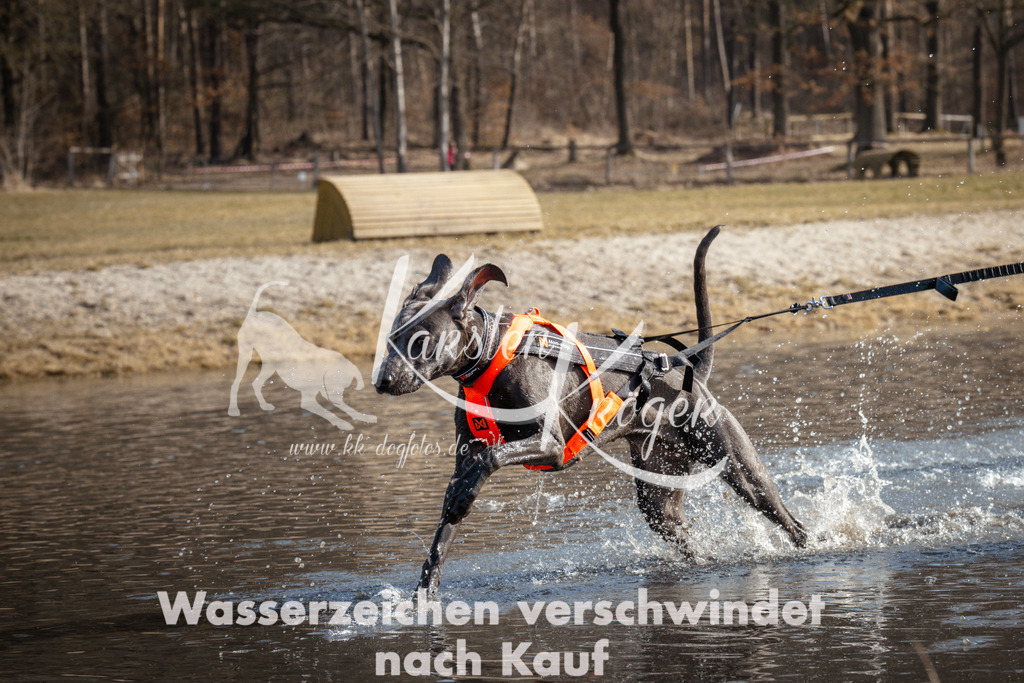 1103_ZZ92058 | kk-dogfotos