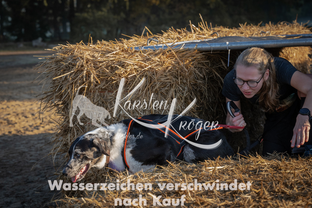 0920_ZZ92525 | kk-dogfotos
