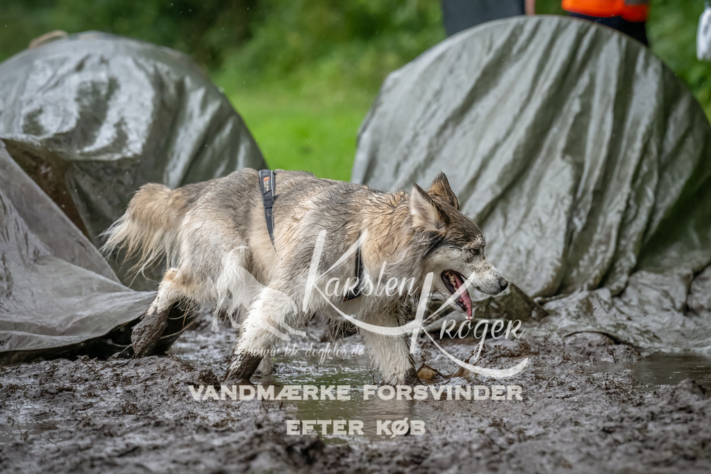 0933_ZZ91285-Bearbeitet | kk-dogfotos