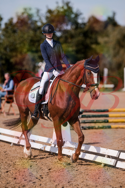 2026_10_03_Siefer-Hof_123444_Z81_32955436 | Professionelle Reitsport-, Turnier- und Eventfotografie von Robert Broda. Galerien mit ausgewählten und bearbeiteten Bildern direkt online ansehen und bestellen.