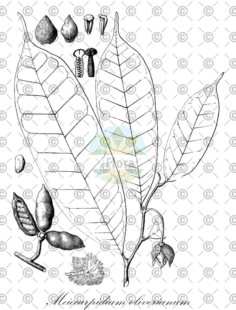 HistAbb_wfo-0001176150_1_ENZY_Simple | Historische Abbildung von Meiocarpidium oliverianum - Annonaceae | Historical Illustration of Meiocarpidium oliverianum - Annonaceae