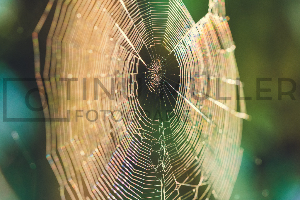 DSC08686 | Tinu Müller Fotografie- Bildershop - Realisiert mit Pictrs.com