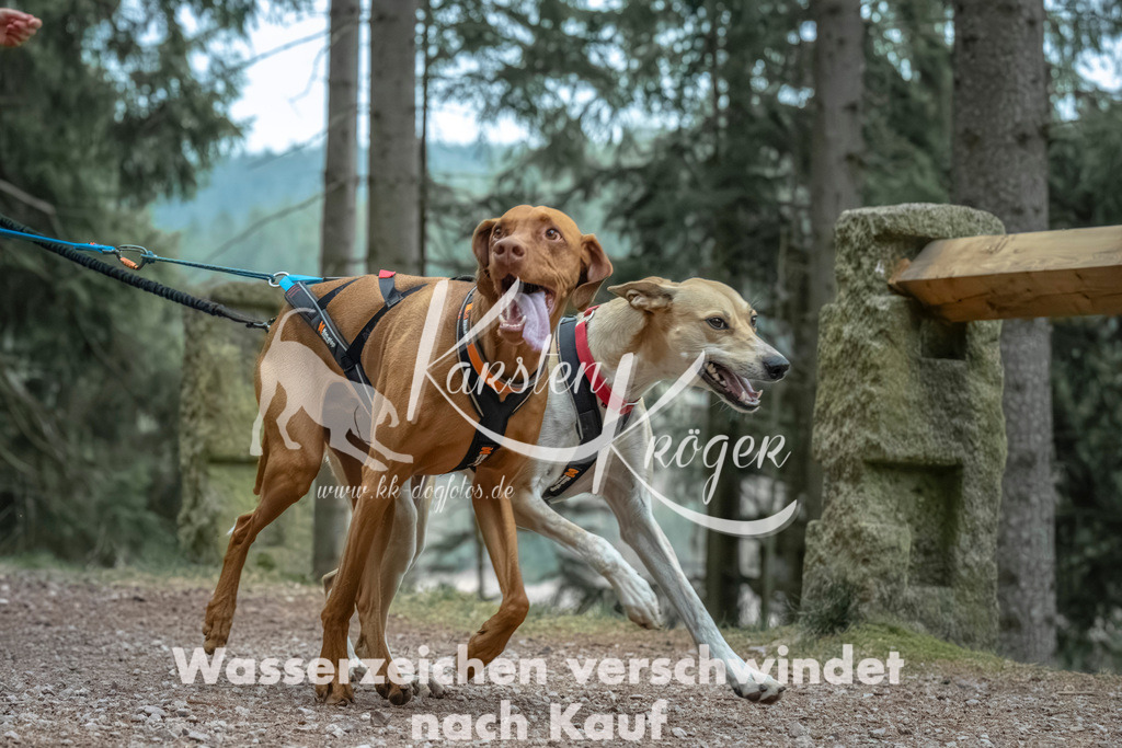 0818_ZZ90984 | kk-dogfotos