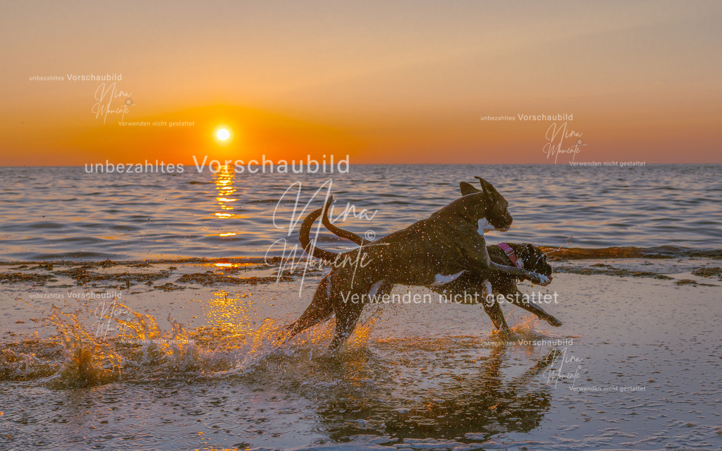 _16A6740-1 | Einzigartige Fotos von Hunden & Menschen –Actionfotos, Portraits, Vereinsaufnahmen & Paarshootings – authentisch, lebendig & mit Herz.