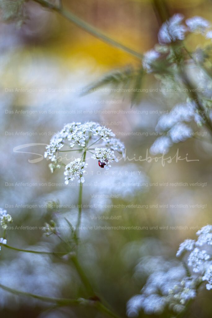 Wiesenkerbel mit Marienkäfer | Entdecke wunderschöne Wanddeko mit Wiesenkerbel und Marienkäfern. Perfekt für Naturliebhaber und Gartenfreunde, die ihre Räume mit frischen Blumen- und Tiermotiven verschönern möchten. Hochwertige Drucke und kreative Designs für eine natürliche und lebendige Atmosphäre. Jetzt inspirierende Wandkunst für dein Zuhause entdecken! - Realisiert mit Pictrs.com