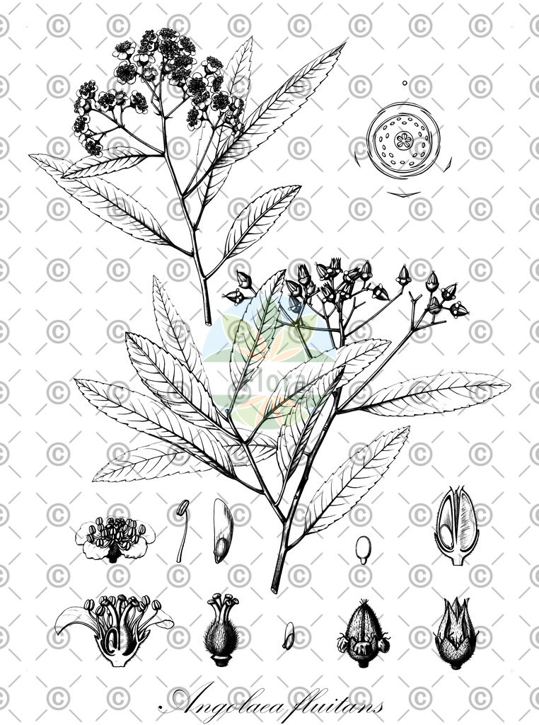 HistAbb_wfo-0000536542_447_ENZY_Simple | Historische Abbildung von Angolaea fluitans - Podostemaceae | Historical Illustration of Angolaea fluitans - Podostemaceae