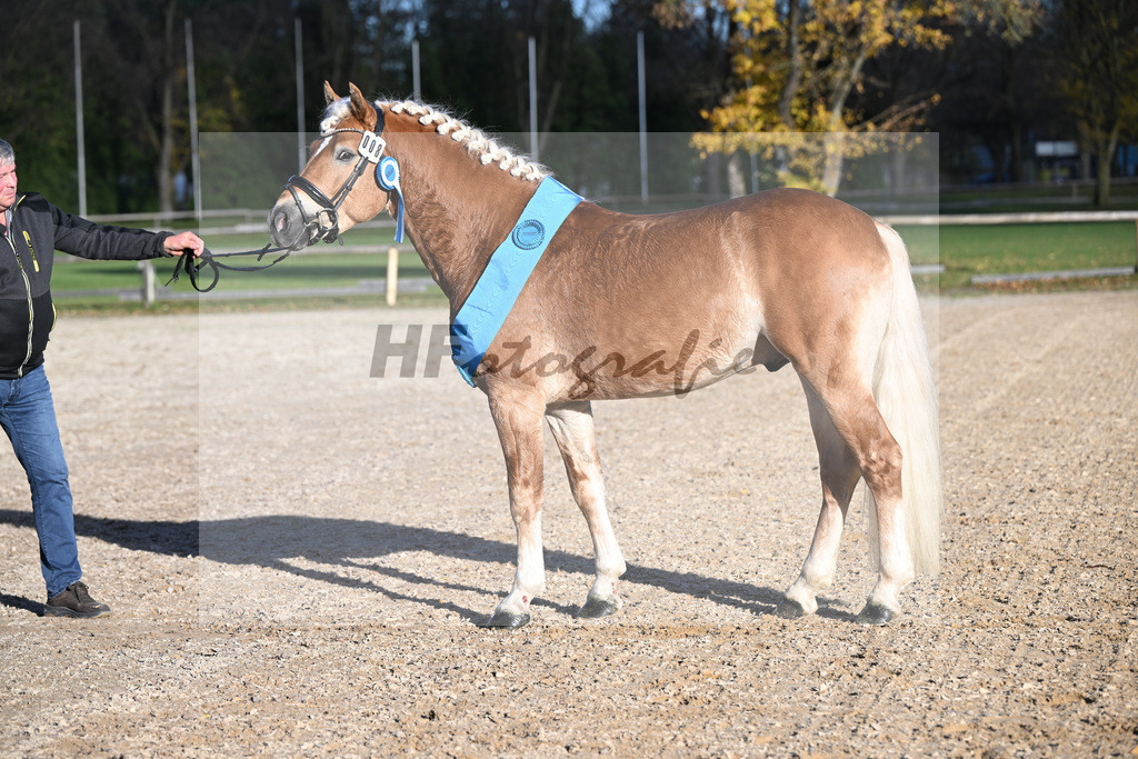 Kat-Nr. 8 Simba L v. Sonnenkoenig-Gold_Kappelsberger_43250820 | hf-fotografie - Realisiert mit Pictrs.com