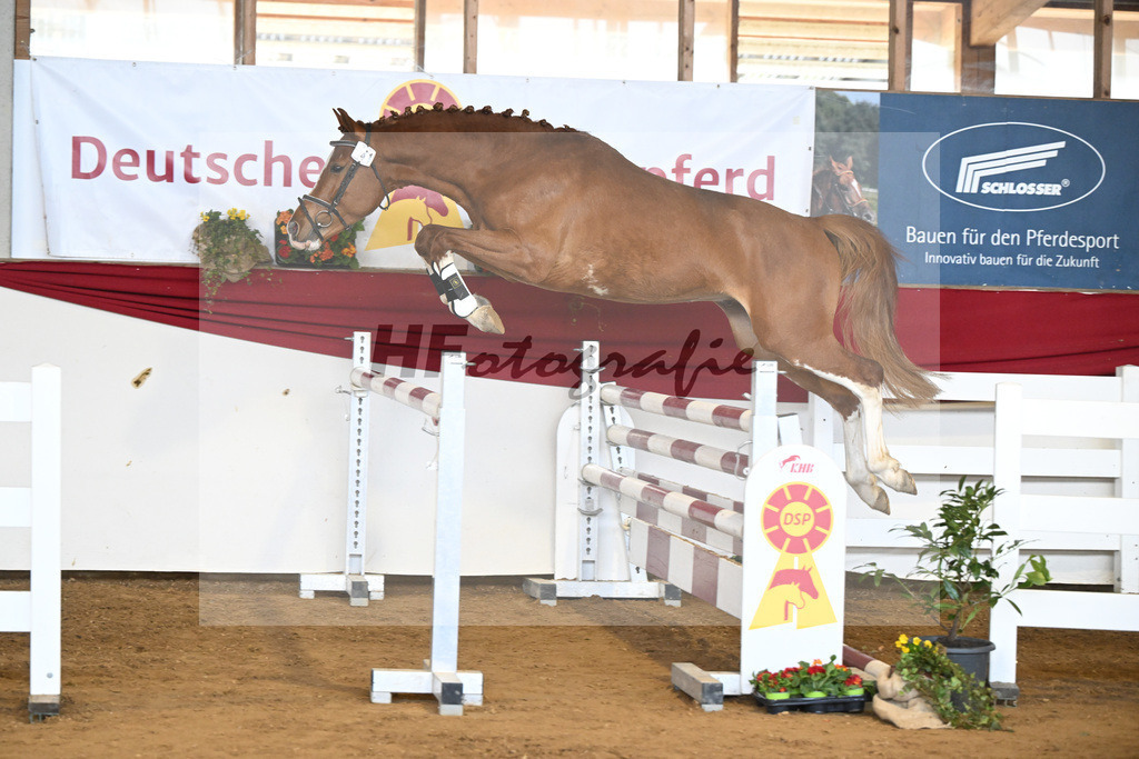 Kat-Nr. 41 Kassandor H v. Kassander vant Roosakker_Stuber_16251121 | hf-fotografie - Realizzato con Pictrs.com