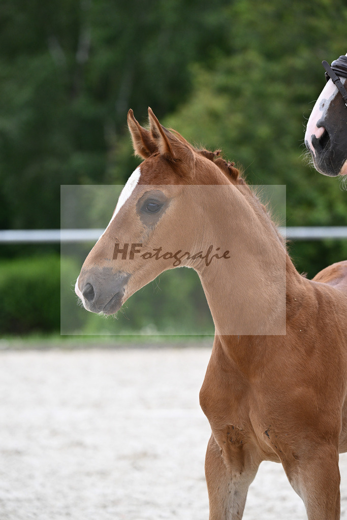 Vivaldos x Belissimo M_HF_Baier_20240226 | hf-fotografie - Realizzato con Pictrs.com