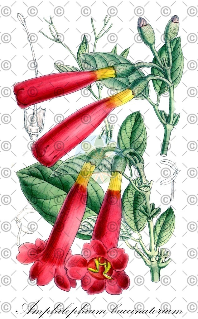 HistAbb_wfo-0000782445_1_ENZY_Simple | Historische Abbildung von Amphilophium buccinatorium - Bignoniaceae | Historical Illustration of Amphilophium buccinatorium - Bignoniaceae