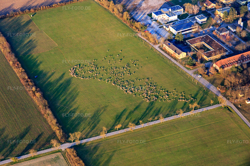 Luftbild: Schafhere am Schloss Stutensee im Ortsteil Friedrichstal in Stutensee im Bundesland Baden-Württemberg in Deutschland. Foto: IMG_145503.jpg vom 07.03.2025 durch Werner Riehm/FLY-FOTO.de