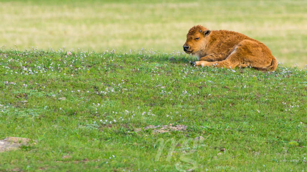 young Bison in a meadow in Yellowstone National Park | Bisons are all over Yellowstone Nationalpark. I really liked springtime, because there are lots of young buffalos to watch. - Realisiert mit Pictrs.com
