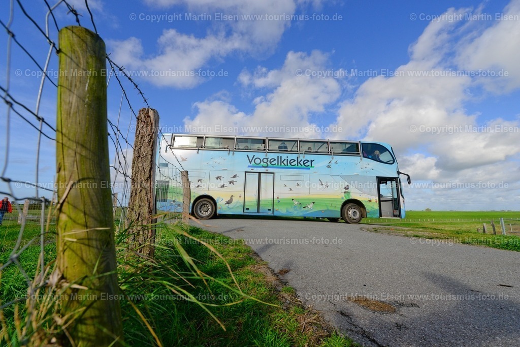 Vogelkieker Freiburg_ELS_4122 | Freiburg an der Elbe - Aufnahmedatum: 25.10.2015, Aufnahmehöhe:  m, Koordinaten:  - , Bildgröße: 7360 x  4912 Pixel - Copyright 2015 by Martin Elsen, Kontakt: Tel.: +49 157 74581206, E-Mail: info@schoenes-foto.deSchlagwörter:Vogelkieker,Bus,Kinder,Vogel,Vögel,Gänse,Nonnengänse,Wildgänse,Zugvögel,Außendeich,KVG,Natur,Wildganstage, Foto - Realisiert mit Pictrs.com
