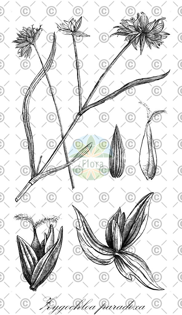 HistAbb_wfo-0000335712_1_ENZY_Simple | Historische Abbildung von Zygochloa paradoxa - Poaceae | Historical Illustration of Zygochloa paradoxa - Poaceae