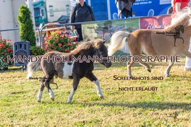 26-8-21 Shetty Fohlen-209 | mandyhollmannphotographie