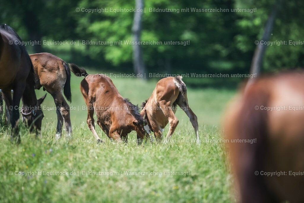 20210617_Fohlen_0413 | Foto: Thomas Hartig