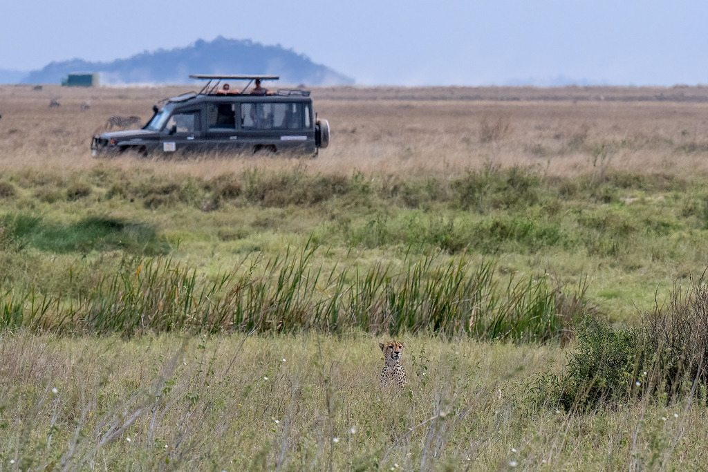 Serengeti Nationalpark - 29. September 2022 | Gepard im Serengeti Nationalpark.
Bild: Sportfotografie Markus Aeschimann | www.markus-aeschimann.ch - Realisiert mit Pictrs.com