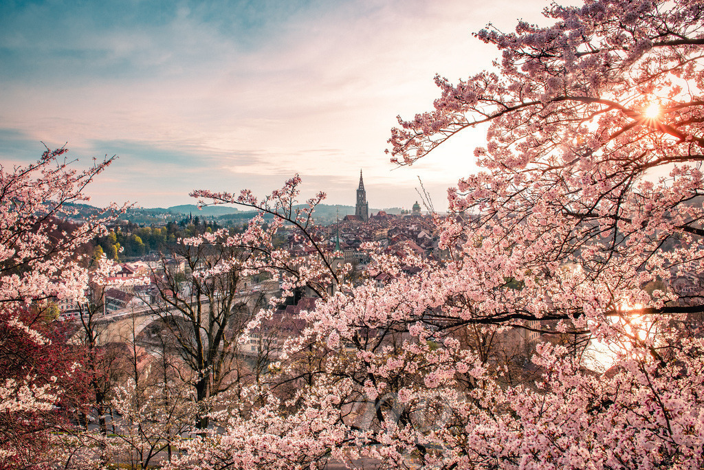 Abendstimmung über Berner Altstadt während der Kirschblüte | Die ideale Geschenkidee für Naturliebhaber. Naturbilder von Marcel Gross Photography für ihr Zuhause in den verschiedensten Formaten und Materialien. - Realisiert mit Pictrs.com
