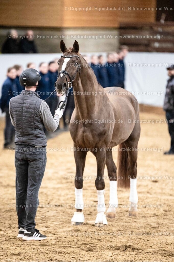 20260307_Hengstvorstellung-Marbach_0537 | equistock