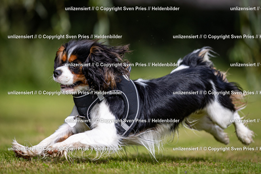 Sven Pries | 2024-09-22 - Hunderennen Baden-BadenPudelverein - Realisiert mit Pictrs.com