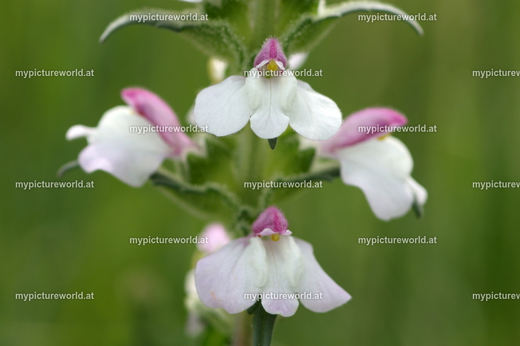 Bunte Bellardie-004 | Das Bilderarchiv über Tiere, Planzen und Landschaften. In der Bilddatenbank finden Sie ein große Auswahl an hochwertigen Bilder für Ihre Werbung - Realized with Pictrs.com