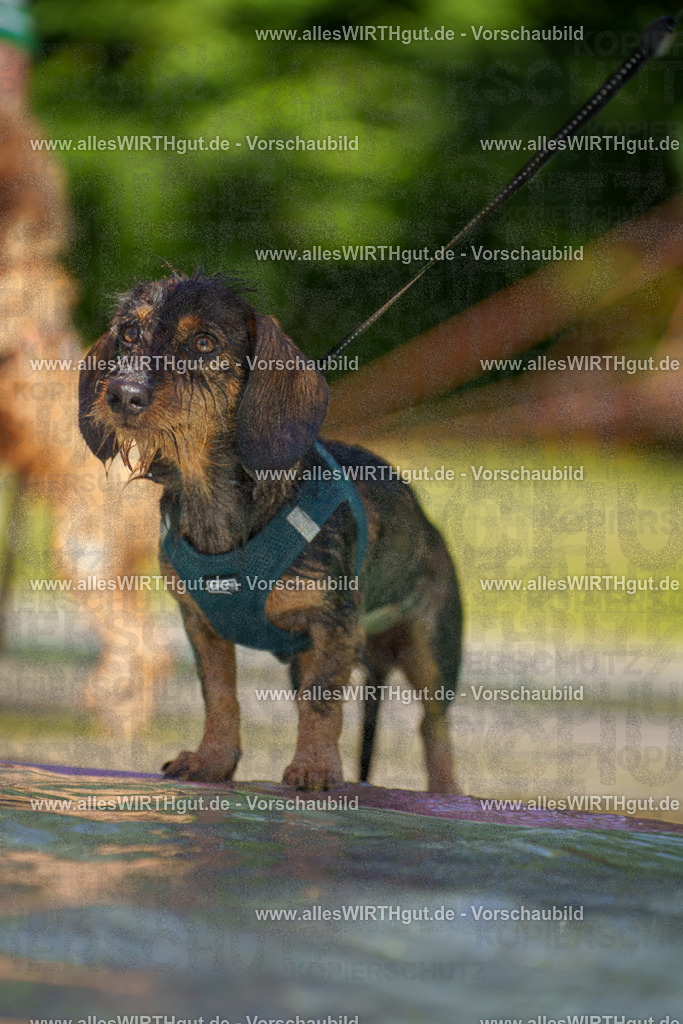 allesWIRTHgut Tierfotografie - allesWIRTHgut.de - 7IV08674 | Professionelle Tierfotografie in Mönchengladbach von Daniel Wirth (allesWIRTHgut). Liebevolle & natürliche Bilder von Hunden & Katzen für unvergessliche Erinnerungen.