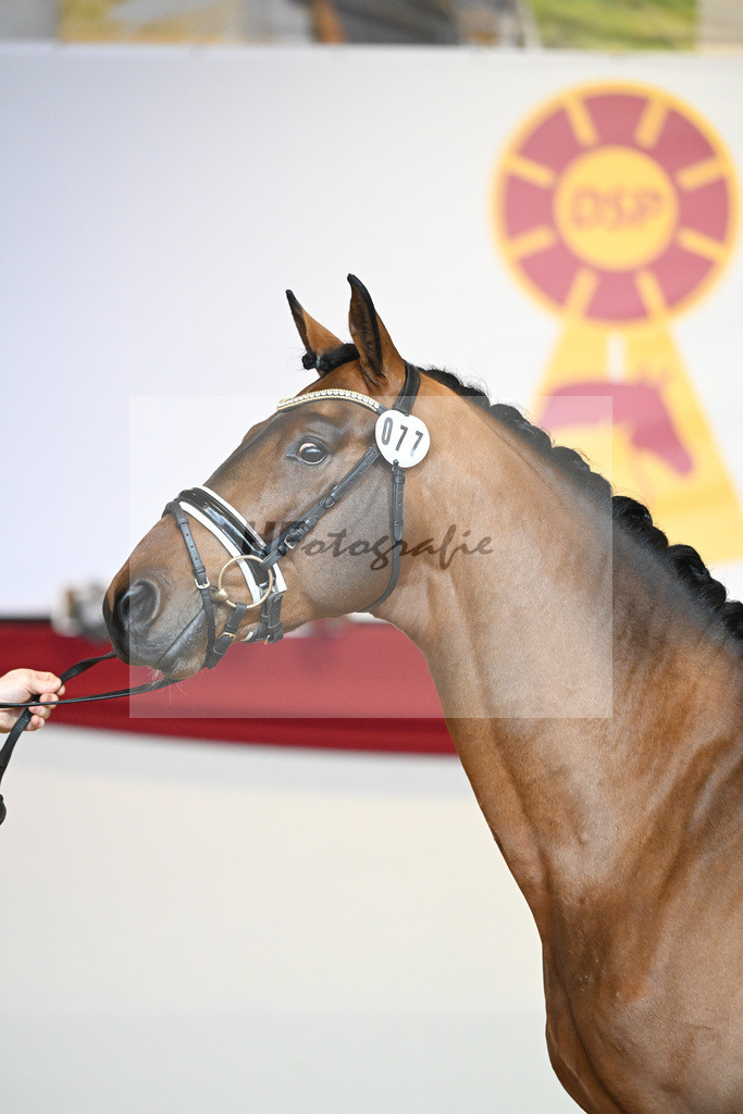 Kat-Nr. 77 Vitalis_Bock_1231529 | hf-fotografie - Realisiert mit Pictrs.com
