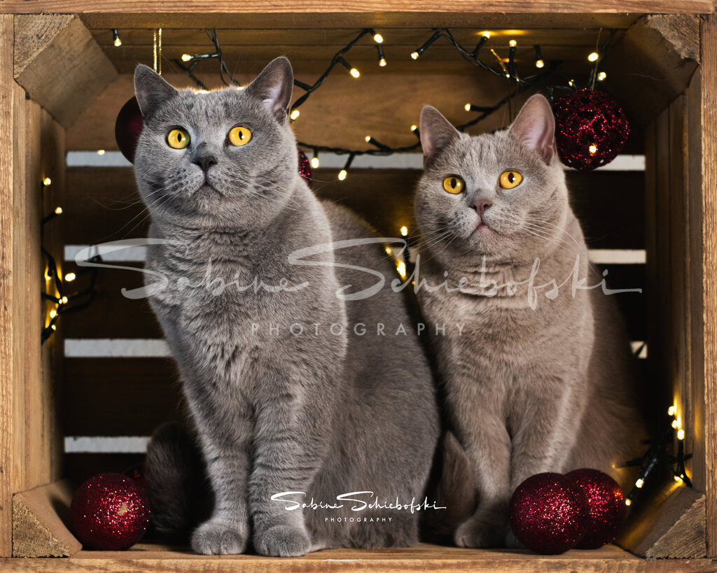 Weihnachts-Katzis | People- und Tierfotografie, Imageaufnahmen, Veranstaltungsfotografie und Wandbilder aus der Natur ★ Made in Germany ✔️ Druck + Downloads ✔️ Naturfotografie in Top Qualität ★ schneller Versand, weltweite Lieferung! - Realisiert mit Pictrs.com