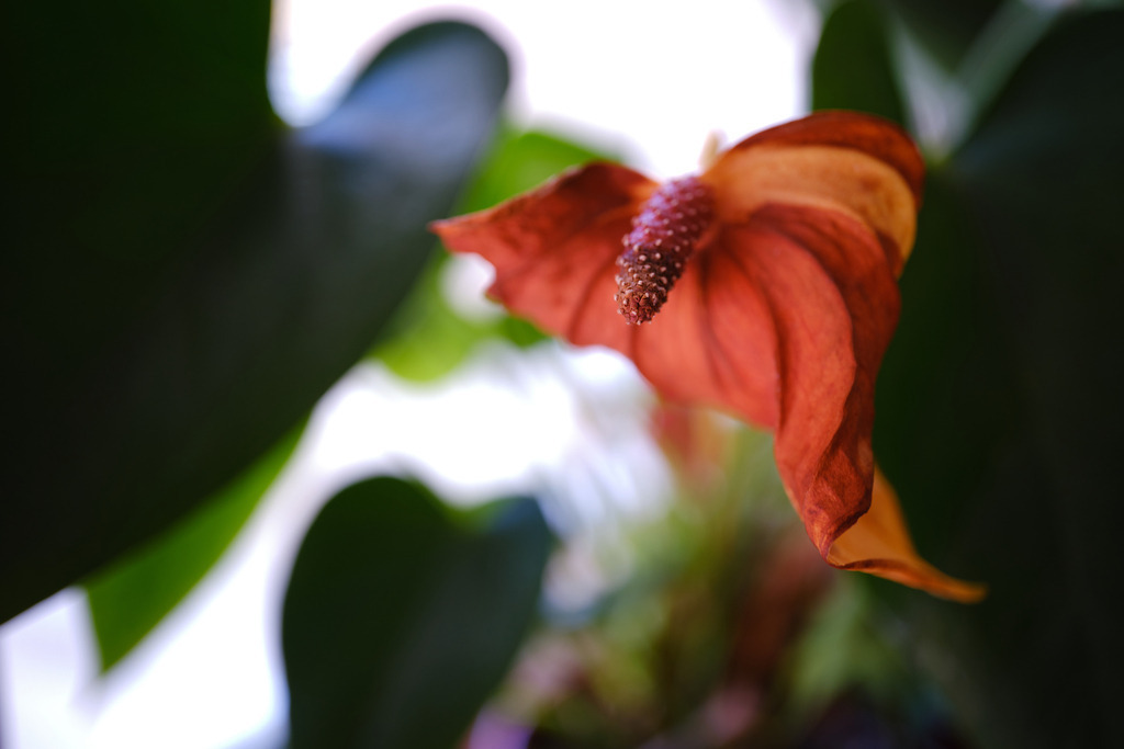 Flamingoblume auf der Fensterbank | Austria - November 04, 2023: Flamingoblume auf der Fensterbank im Wohnzimmer. - Realisiert mit Pictrs.com