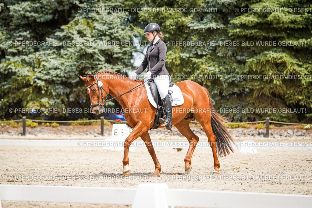 DSC03633 | Pferdegrafie