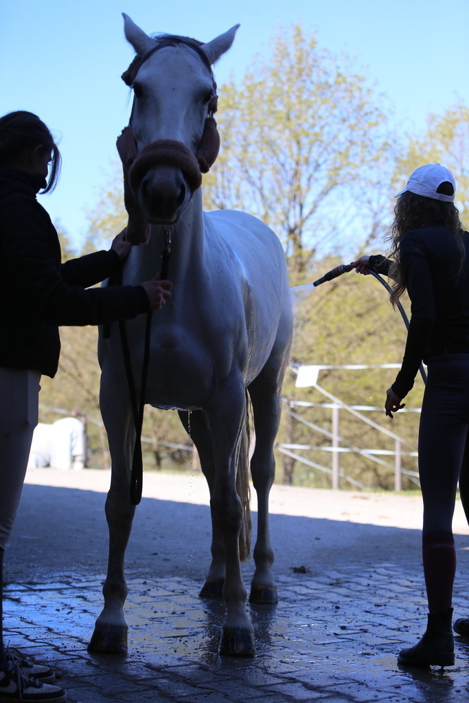 DL2Q3089 | Willkommen bei Brunnmayr - Design & Fotografie – Ihrem Spezialisten für Reitturniere und Pferdeveranstaltungen in Oberösterreich, Salzburg und Bayern! Seit über 17 Jahren sind wir leidenschaftlich dabei.