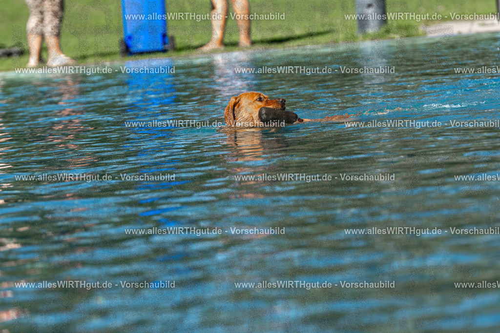Hundeschwimmen_Volksbad_2026-allesWIRTHgut_Tierfotografie-2609061106-FAY06143 | Professionelle Tierfotografie in Mönchengladbach von Daniel Wirth (allesWIRTHgut). Liebevolle & natürliche Bilder von Hunden & Katzen für unvergessliche Erinnerungen.