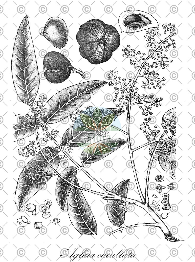 HistAbb_wfo-0000524013_1_ENZY_Simple | Historische Abbildung von Aglaia cucullata - Meliaceae | Historical Illustration of Aglaia cucullata - Meliaceae