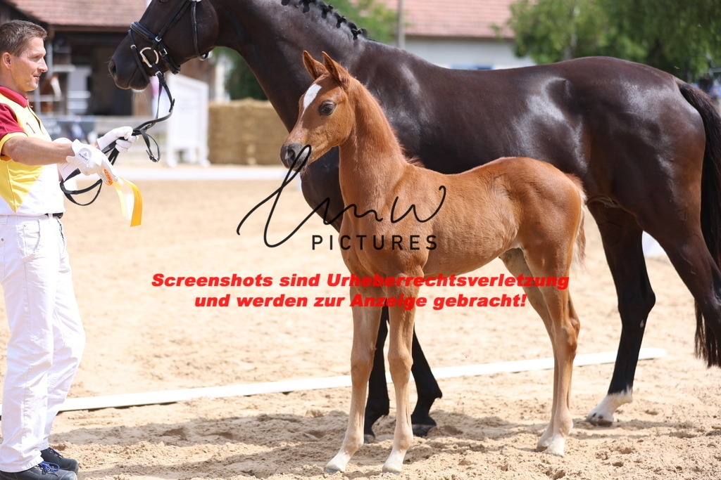 Fohlenschau_Schwäbisch_Hall_dressurbetonte_Fohlen_KN 4_18 | lmwpictures - Realisiert mit Pictrs.com