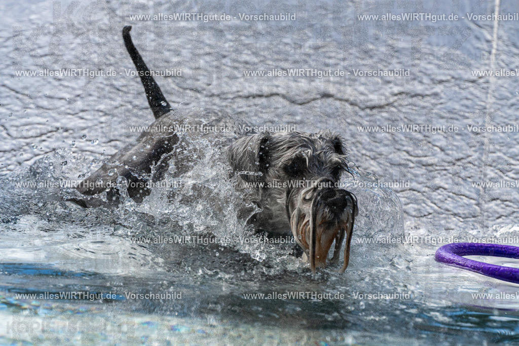 Hundeschwimmen_Volksbad_2026-allesWIRTHgut_Tierfotografie-2609061506-FAY07105 | Professionelle Tierfotografie in Mönchengladbach von Daniel Wirth (allesWIRTHgut). Liebevolle & natürliche Bilder von Hunden & Katzen für unvergessliche Erinnerungen.