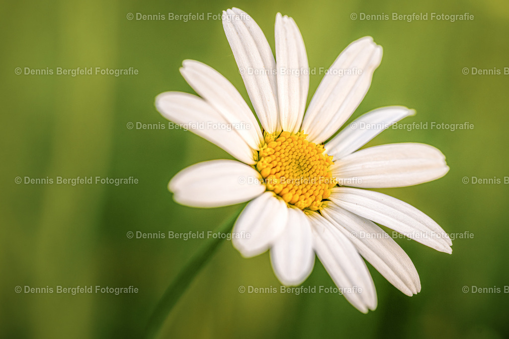 Flower 19 | Entdecken Sie Natur, Makro und Tierfotografie von Dennis Bergfeld.Besondere Momente und Details der Natur, hochwertig als Foto und Wandbild erhältlich. - Realisiert mit Pictrs.com