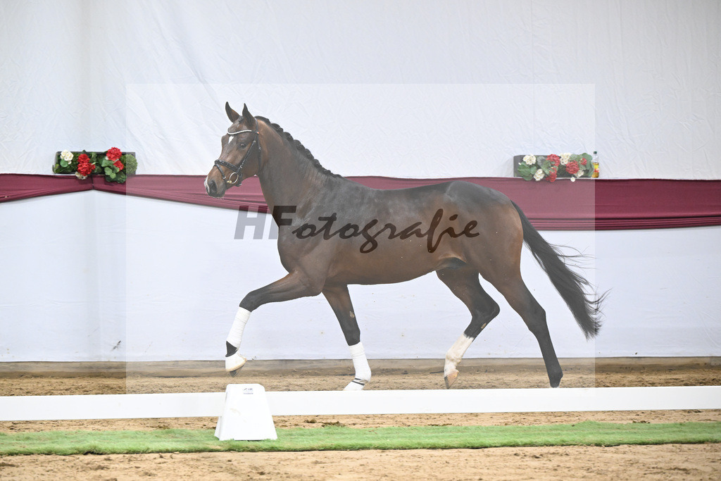 Kat-Nr. 47 Taurus x Floriscount_Thomas Casper u Horst Eulich_47251668 | hf-fotografie - Realisiert mit Pictrs.com