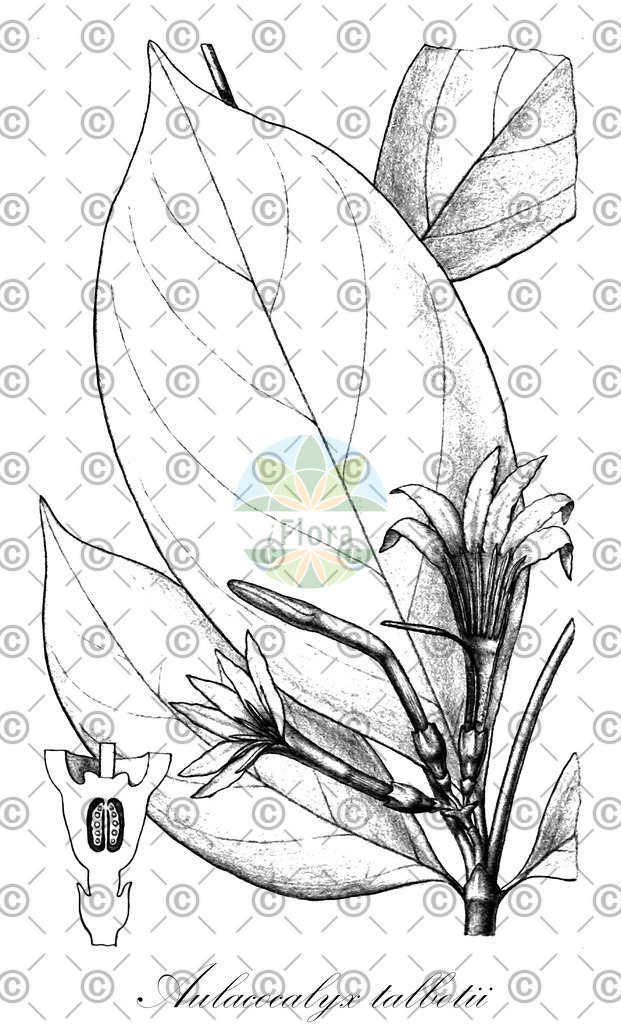 HistAbb_wfo-0001192470_1_ENZY_Simple | Historische Abbildung von Aulacocalyx talbotii - Rubiaceae | Historical Illustration of Aulacocalyx talbotii - Rubiaceae