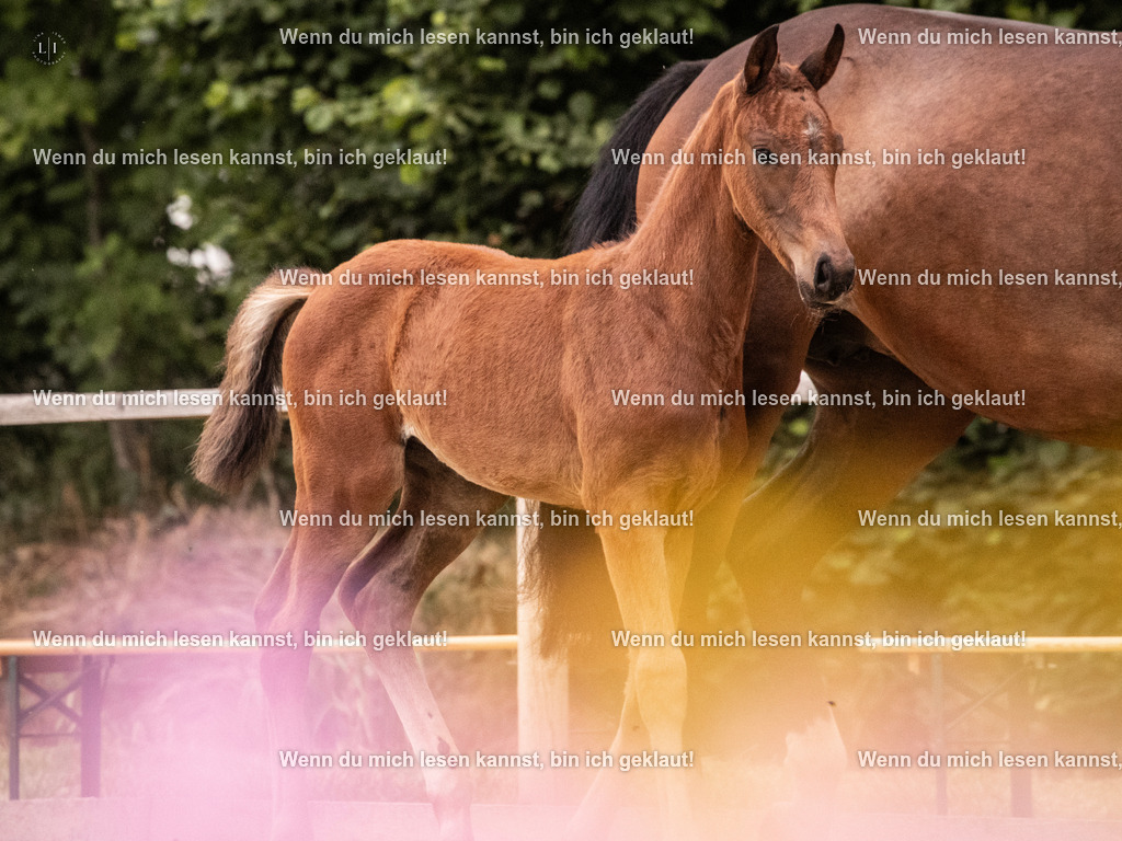 A10I6140 | photographylinaismer - Realisiert mit Pictrs.com