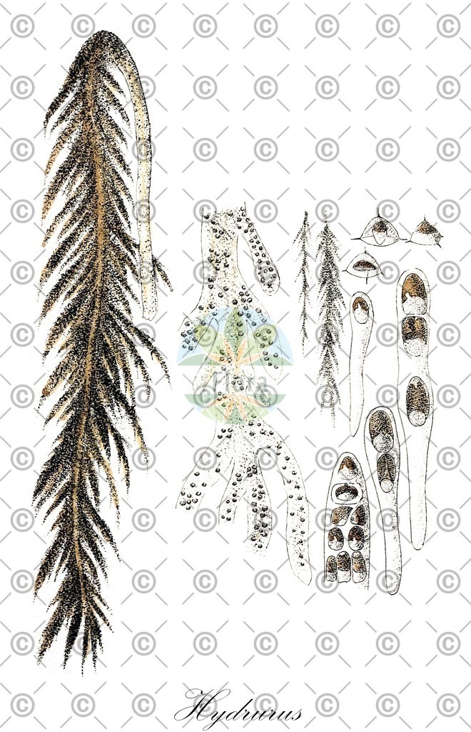 HistAbb_wfo-0000726781_1_ENZY_Simple | Historische Abbildung von Hydrurus - Hydruraceae (0) | Historical Illustration of Hydrurus - Hydruraceae (0)