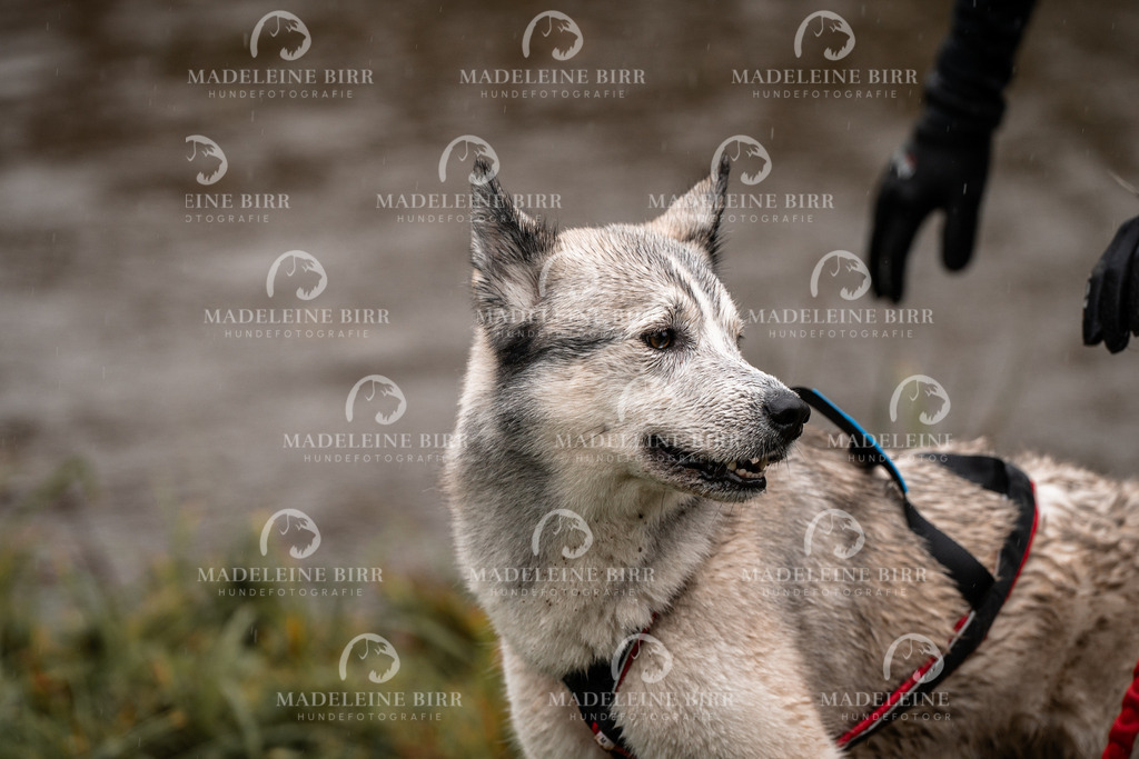 madeleinebirr-fotografie2025.campcanis.11-12Uhr-318 | hundefotografie-birr