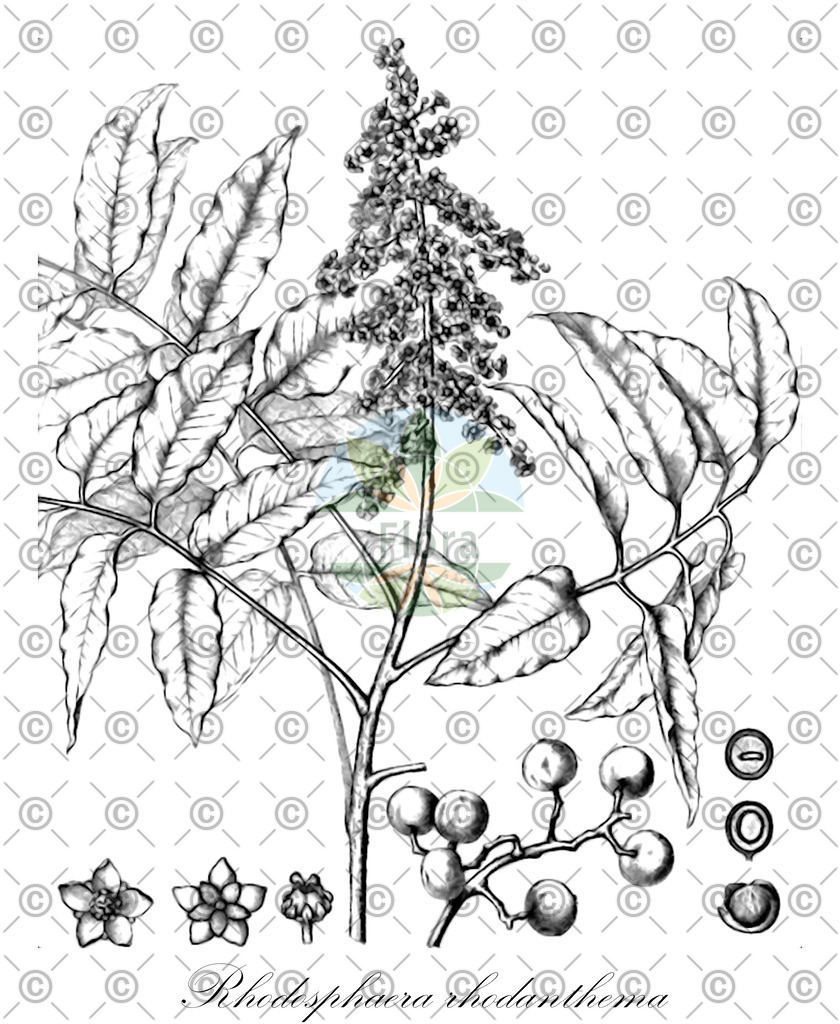 HistAbb_798R_1_ENZY_Simple | Historische Abbildung von Rhodosphaera rhodanthema - Anacardiaceae | Historical Illustration of Rhodosphaera rhodanthema - Anacardiaceae