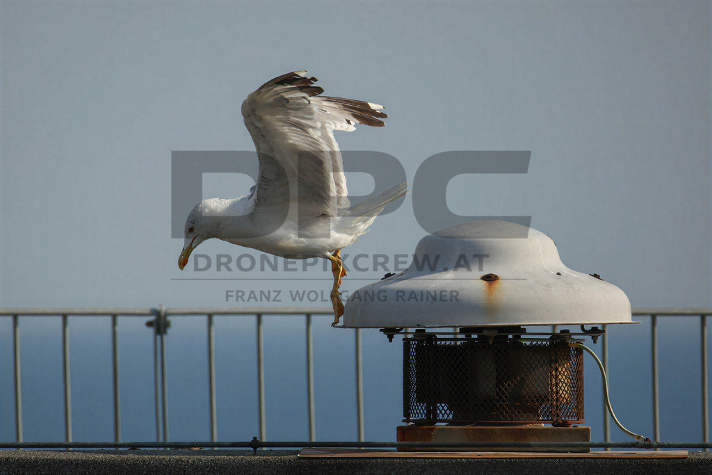 Yellow-legged Gull (Larus michahellis) | Yellow-legged Gull (Larus michahellis), a large gull species commonly found along Mediterranean coasts, rocky shorelines, harbours and coastal areas. - Realisiert mit Pictrs.com